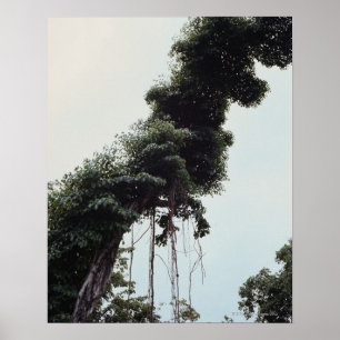 Pôster Árvore e videiras elevadas na selva