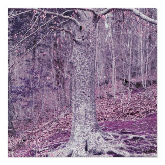 Pôster Árvore em Dunbar