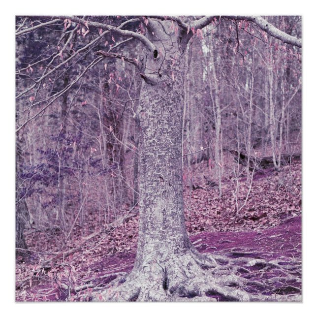 Pôster Árvore em Dunbar (Frente)