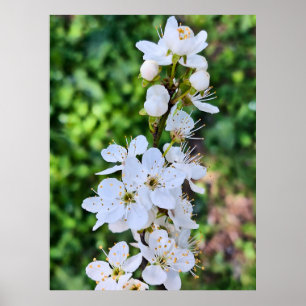 Poster Árvore em Flor na Primavera Romênia – Fotografia d