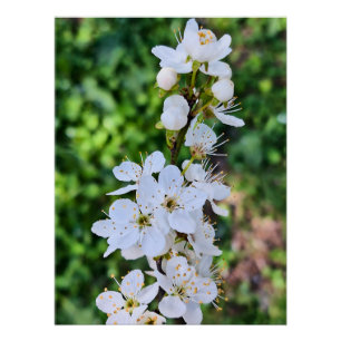 Pôster Árvore em Flor na Primavera Romênia – Fotografia d