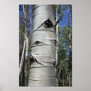 Poster Árvore enrugada de Colorado Aspen