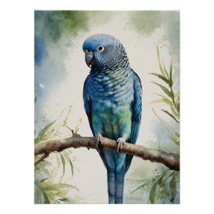 Pôster Árvore Eucalyptus de periquito azul de aquarela