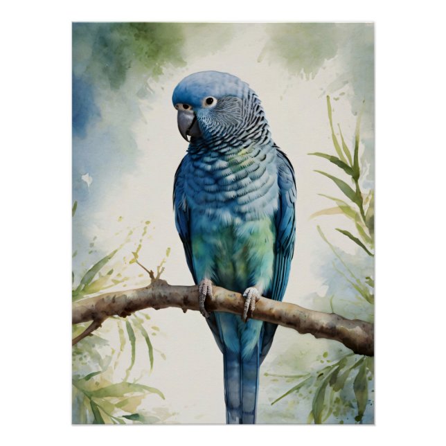 Pôster Árvore Eucalyptus de periquito azul de aquarela (Frente)