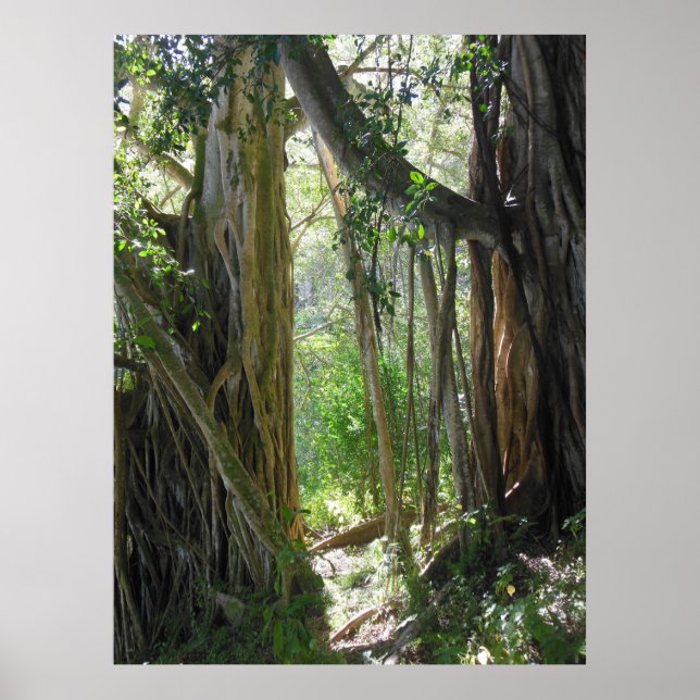 Poster Árvore Fig (Frente)