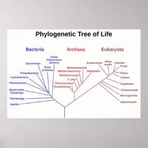 Pôster Árvore filogenética