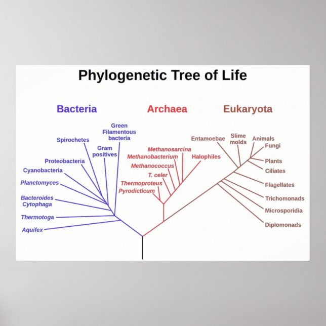 Pôster Árvore Filogenética (Frente)