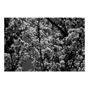 Pôster Árvore Flor Monocromática Preta e Branca