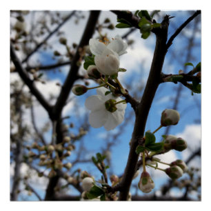 Pôster Árvore florescente