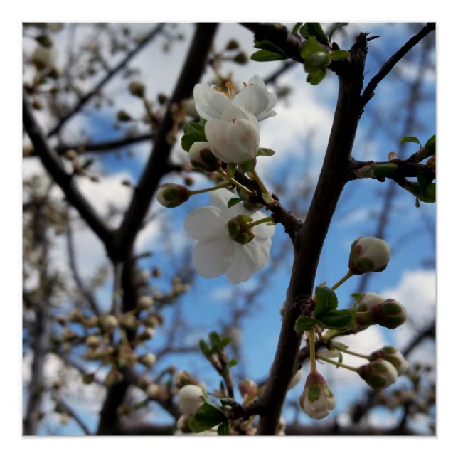 Pôster Árvore florescente (Frente)