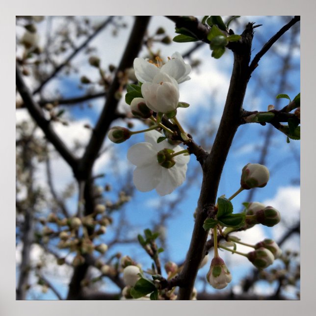 Pôster Árvore florescente (Frente)
