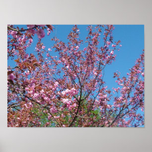 Poster árvore florescente de primavera em céu azul