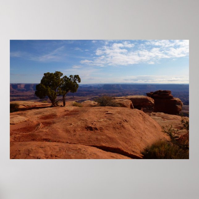 Pôster Árvore Fora das Rochas Vermelhas I em Canyonlands (Frente)