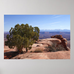 Poster Árvore fora das Rochas Vermelhas II em Canyonlands