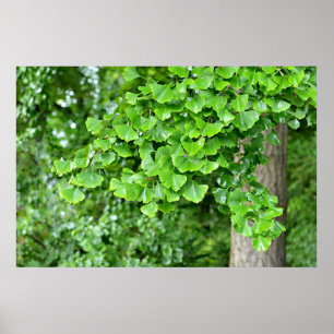 Poster árvore ginkgo com folhas molhadas