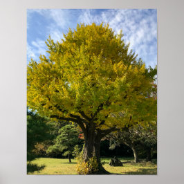 Poster Árvore Ginkgo de Amarelo Ouro