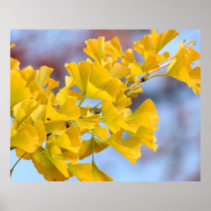 Poster Árvore Ginkgo de Folhas Amarelas