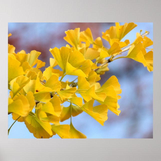 Poster Árvore Ginkgo de Folhas Amarelas (Frente)