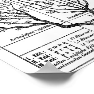 Poster Árvore Haeckel da Vida