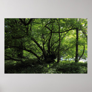 Poster Árvore incomum, Bute Park, Cardiff, País de Gales