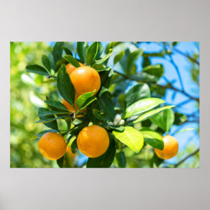Poster Árvore laranja frutífera