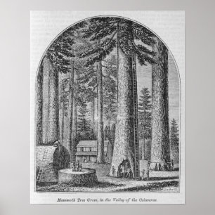 Pôster Árvore mamute no Vale