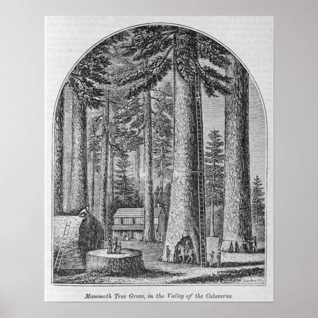 Pôster Árvore mamute no Vale (Frente)