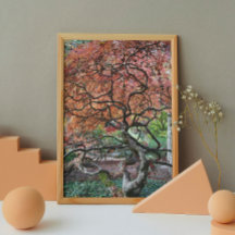 Árvore Mapeadora Japonesa Torcida Gnarly