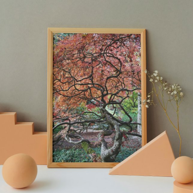 Pôster Árvore Mapeadora Japonesa Torcida Gnarly (In Situ)