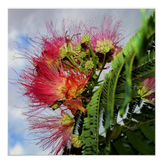Pôster Árvore Mimosa com Flores Rosa Poster brilhante (Frente)