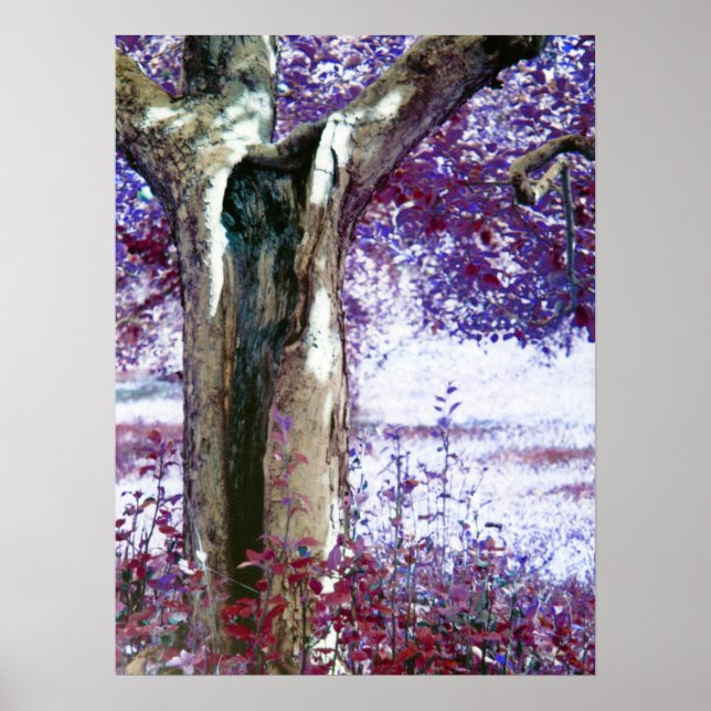 Pôster Árvore Mística (Frente)