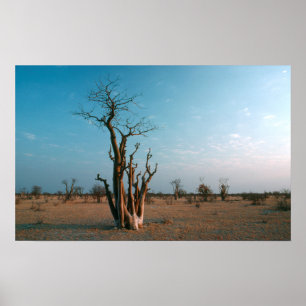 Pôster Árvore Moringo Africana na Planície, Etosha Nacion