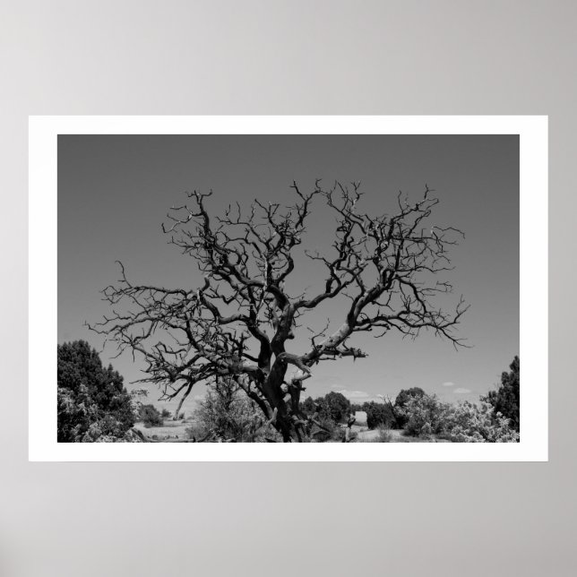 Pôster Árvore morto (Frente)