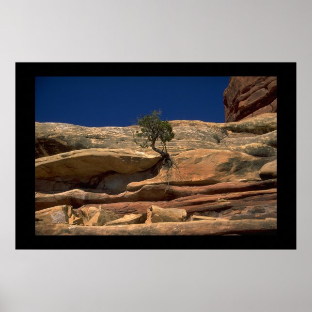 Pôster Árvore na parede (Frente)