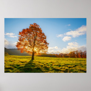 Poster Árvore no fogo