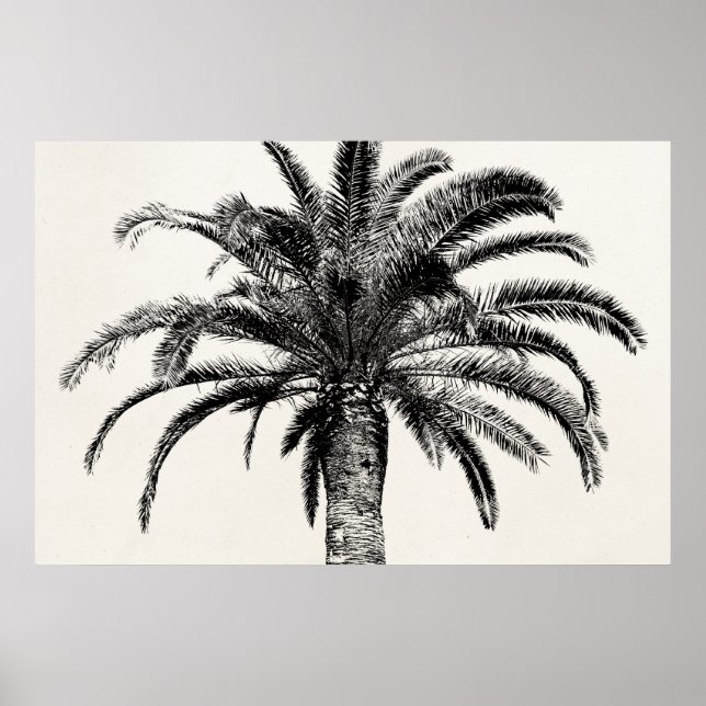 Poster Árvore Palm da Ilha Tropical de Preto e Branco (Frente)