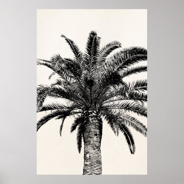 Pôster Árvore Palm da Ilha Tropical de Preto e Branco (Frente)