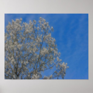 Pôster Árvore Poplar Neve Em Junho De Orton