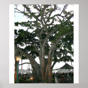Pôster Árvore praia de Honolulu, Havaí Waikiki