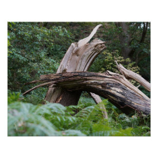 Pôster Árvore quebrada