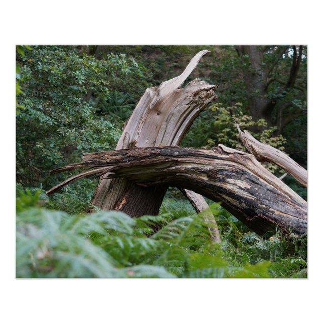 Pôster Árvore quebrada (Frente)