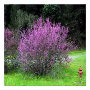Pôster Árvore Red Bud... .