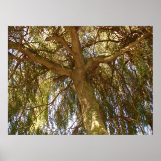 Pôster Árvore selvagem
