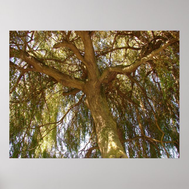Pôster Árvore selvagem (Frente)