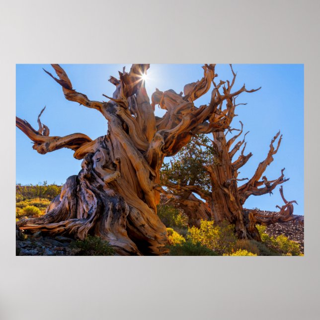 Poster Árvore Sentinel (Frente)