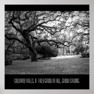 Poster Árvore solitária