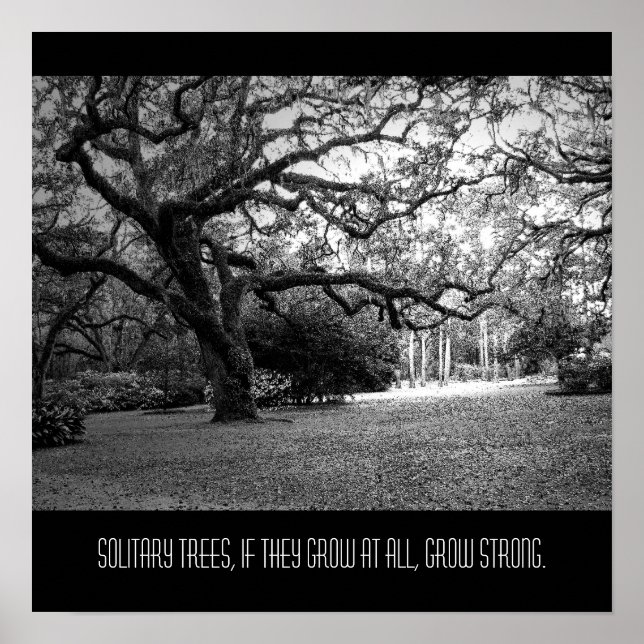 Poster Árvore solitária (Frente)