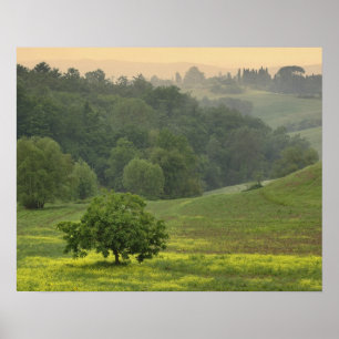 Pôster Árvore solitária em campo agrícola, Toscana,