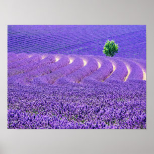 Pôster Árvore solitária em Campo de Lavanda, França