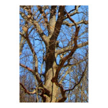 Árvore solitária no inverno